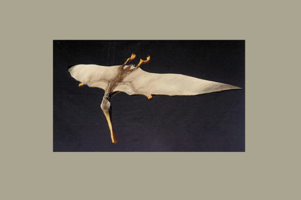 pterosaur diving model