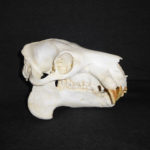 pygmy-hippopotamus-female-skull-CA23114