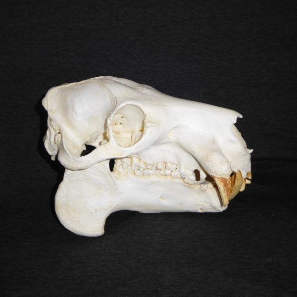 pygmy hippopotamus female skull