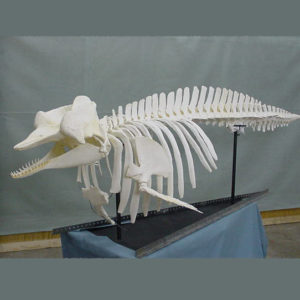 pygmy sperm whale skeleton