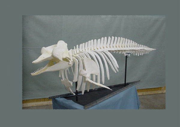 pygmy sperm whale skeleton