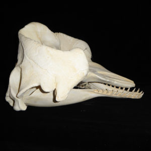 pygmy sperm whale skull