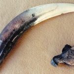 Smilodon Saber Claw and Tooth Fossil Replica