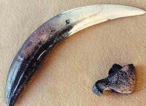 Smilodon Saber Claw and Tooth Fossil Replica