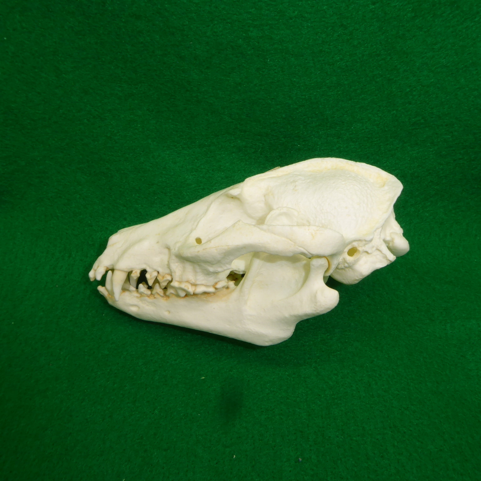 Raccoon Dog Skull Replica SkeletonsAndSkullsSuperstore