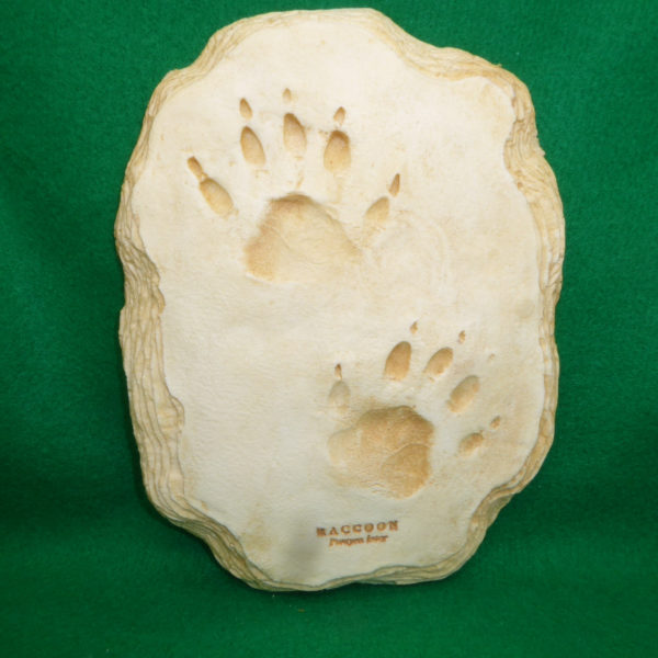 raccoon footprint cast replica