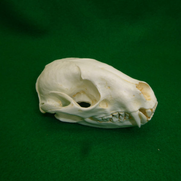 raccoon male skull replica