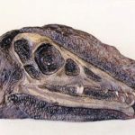 Eudimorphodon Skull Plaque