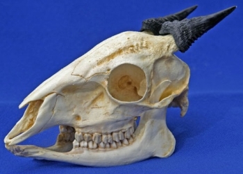 Red Forest Duiker male skull replica