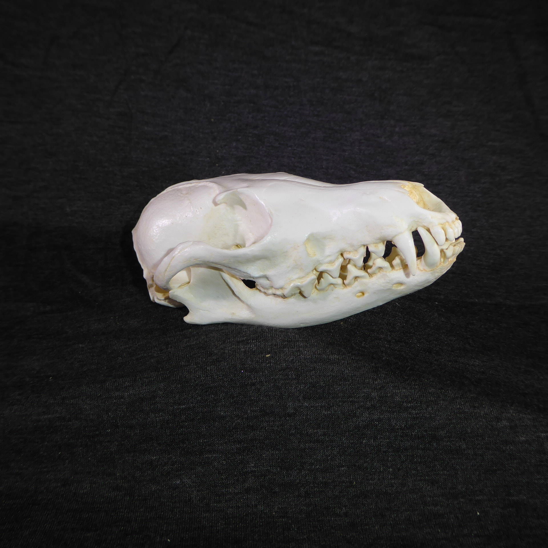 Red Fox Skull Replica SkeletonsAndSkullsSuperstore