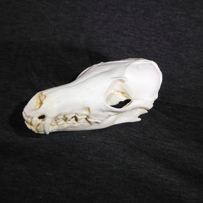 red-fox-skull-replica-facing-left-RS436