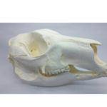 red-kangaroo-skull-replica-CARB4888