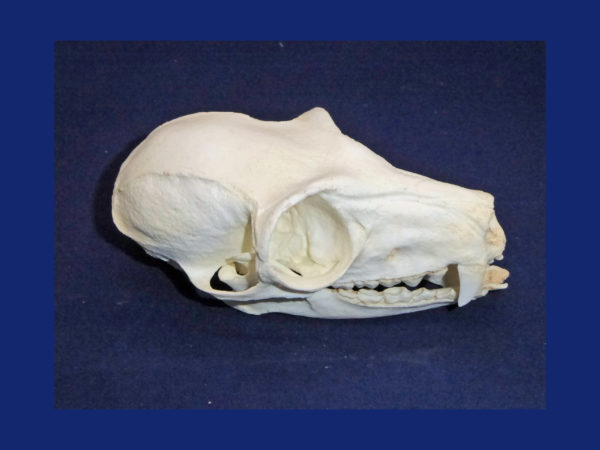 red ruffed lemur skull