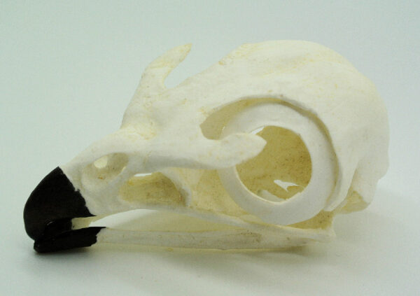 red tail hawk skull replica 2 RS363