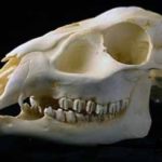 Reeves Muntjac Barking Deer Female Skull