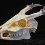 reeves-muntjac-male-barking-deer-skull-CARB0352-GYFrf-KKiVr-yfgvp