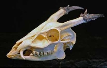 Reeves Muntjac Male Barking Deer Skull