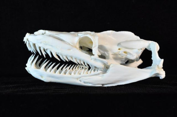 reticulated python snake skull