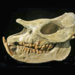 rhinocerous-fossil-skull-replica-S309