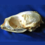 ribbon-seal-skull-replica-CA15937