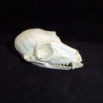 ring-tailed-lemur-skull-RS323