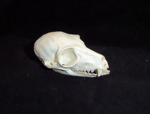 ring-tailed lemur skull
