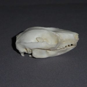 ring tailed possom skull replica facing right