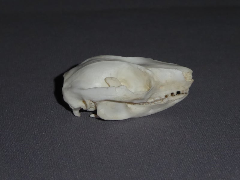 ring tailed possom skull replica facing right