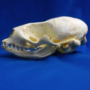 Ringed seal skull replica is 6.0 x 3.8 x 2.8 ins. Pusa hispida is museum-quality polyurethane resin cast from a CAS specimen.