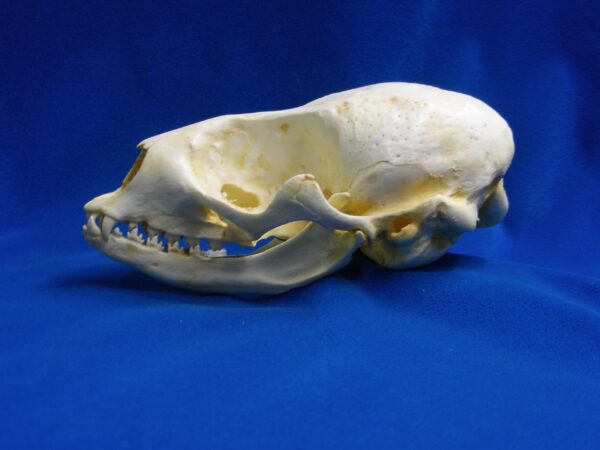 Ringed seal skull replica is 6.0 x 3.8 x 2.8 ins. Pusa hispida is museum-quality polyurethane resin cast from a CAS specimen.