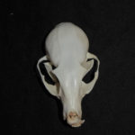 ringtailed-cat-skull-replica-RS102