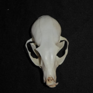 ringtailed cat skull replica