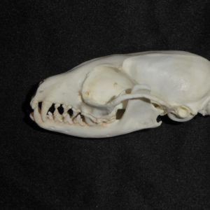 ringtailed cat skull replica facing left