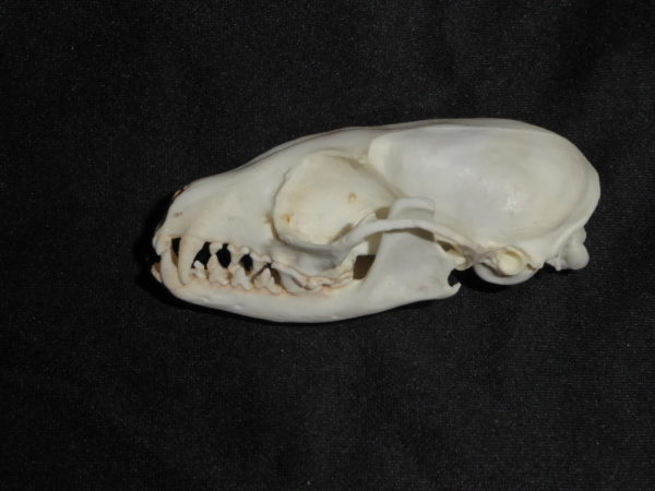 ringtailed cat skull replica facing left