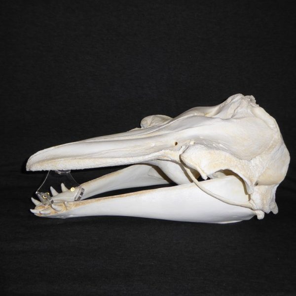 rissos grey dolphin skull