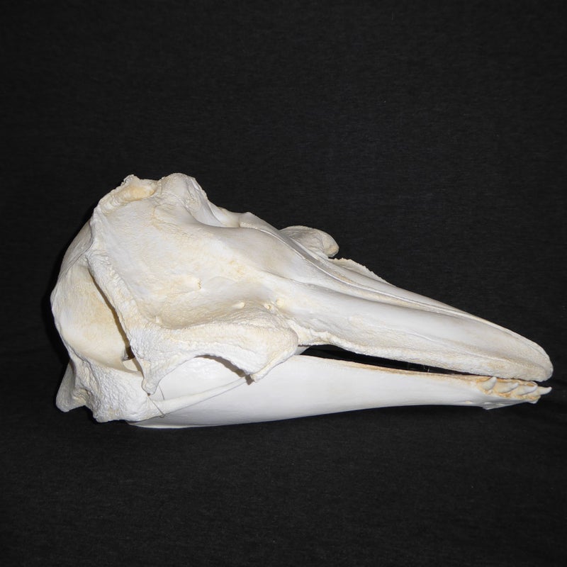 rissos-grey-dolphin-skull-replica-CA1361