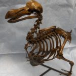 sEMtH-mptfR-TrQue-dodo_bird_skeletons_models_replicas_mounted