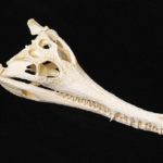 False-Gavial Skull Replica