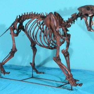 saber-toothed cat skeleton