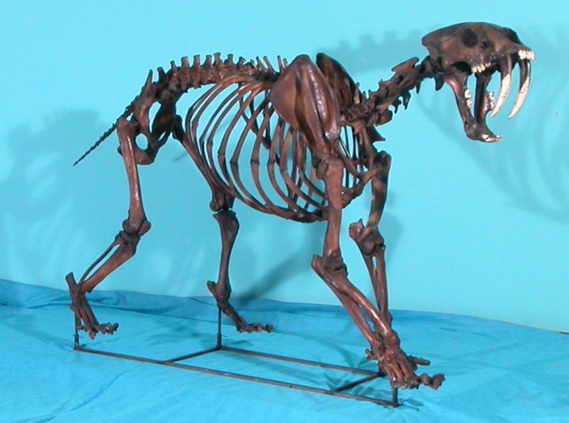 Sabertoothed Cat Skeleton Replica Skeletons and Skulls Superstore