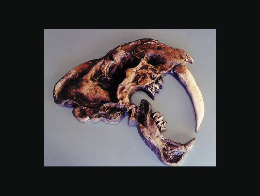 saber-toothed cat skull plaque