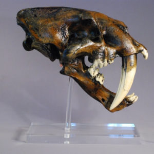 saber-toothed cat skull replica