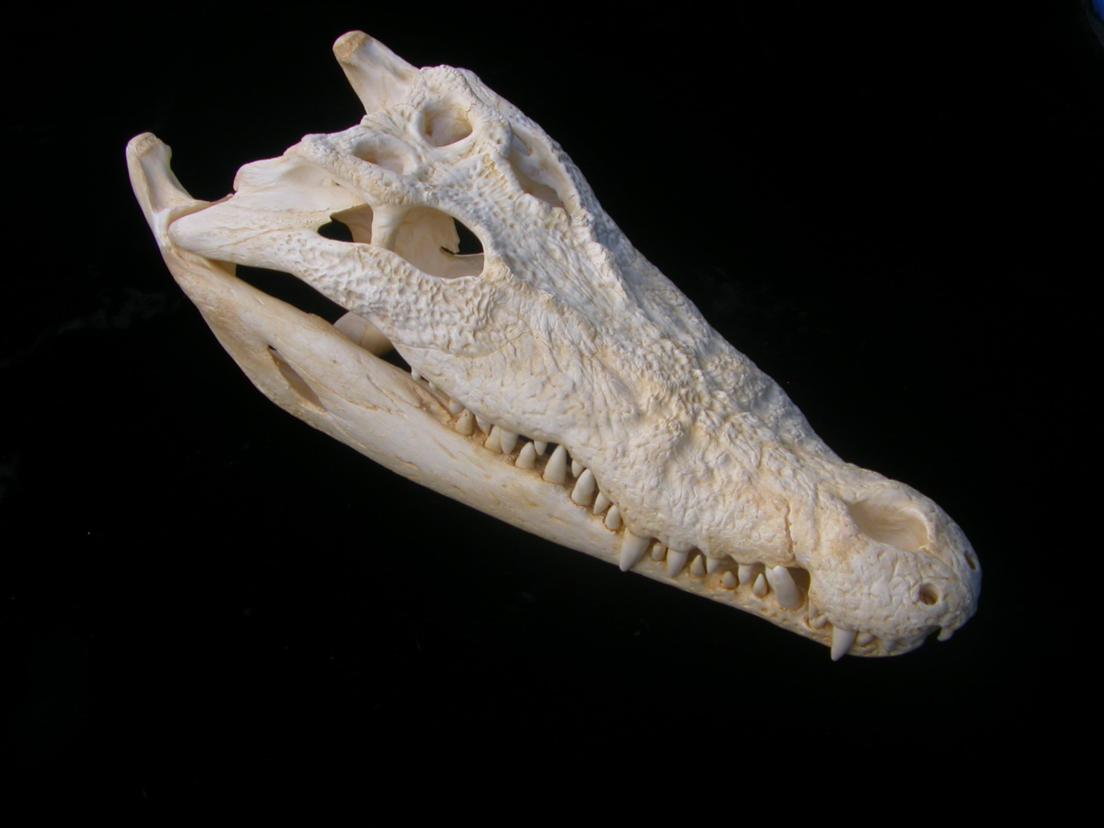 Salt Water Crocodile Skull - SkeletonsAndSkullsSuperstore