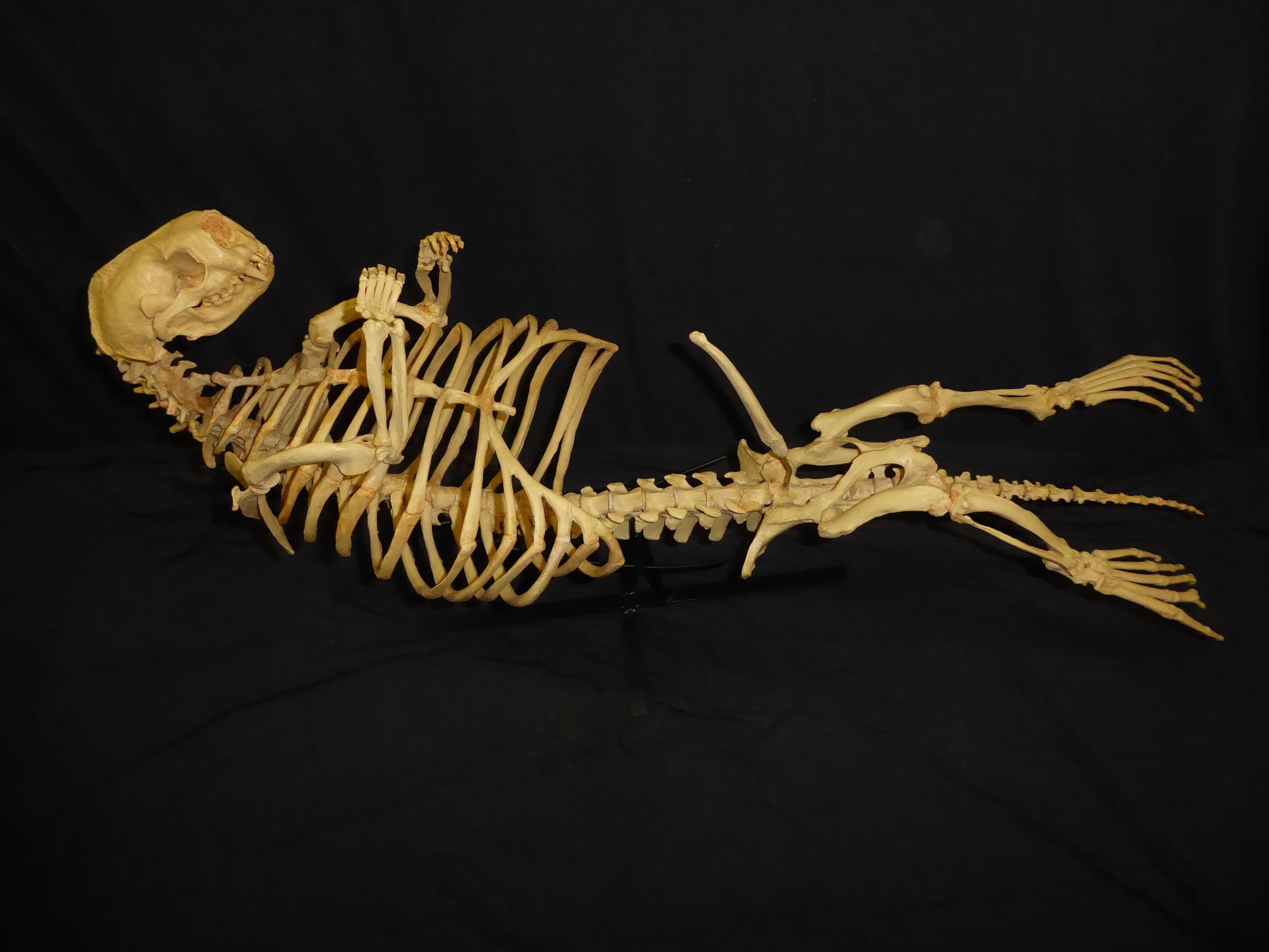 sea-otter-disarticulated-skeleton-AA302A.1-jpeg