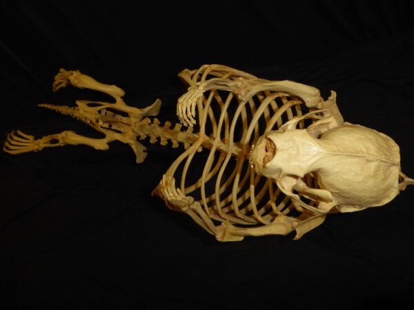 sea otter skeleton replica AA302