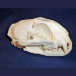 serval-female-skull-replica-CADJL0013