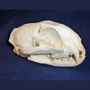 serval female skull replica