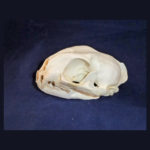 serval-female-skull-replica-facing-left-CADJL0013