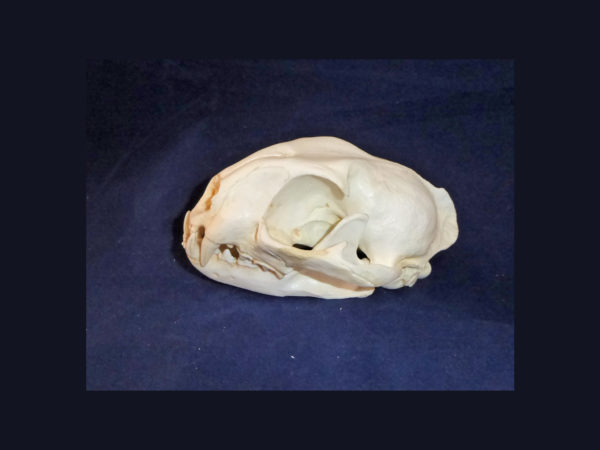 serval female skull replica facing left