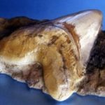 shark-tooth-in-matrix-megalodon-replica-T311-FmIre-PxWXo-BRwEu